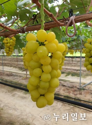 경북도, 황금 포도‘골드스위트’신품종 베트남 시범수출 성과