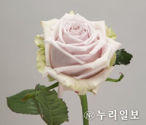 장미.국화 신품종 현장실증(카린)