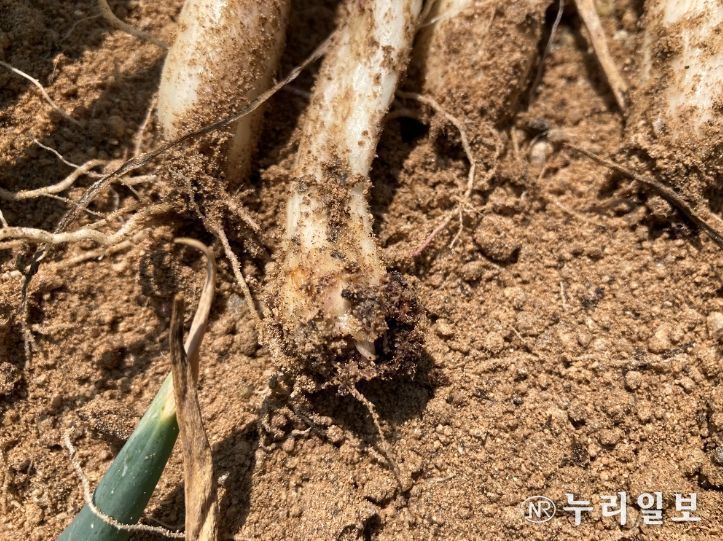 고자리파리_피해증상과 애벌레