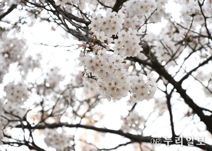 동두천시, ‘2024년 자유수호평화박물관 벚꽃맞이 야간개장’ 준비 완료