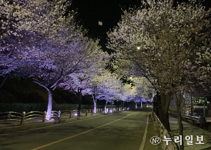 연천군 전곡읍, 13일 은대근린공원서 벚꽃축제 개최