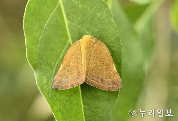 갈색날개매미충