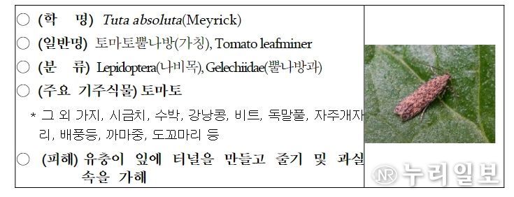 토마토뿔나방(가칭) 특성