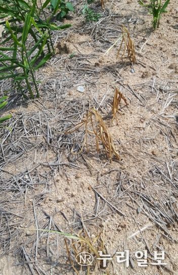 튼튼한 생강 재배…장마철 관리 필수!