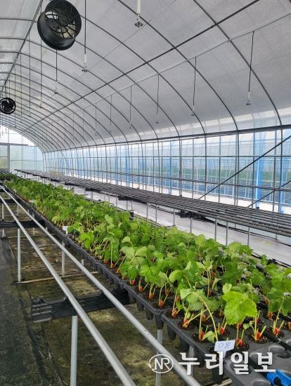 딸기 ‘삽목 육묘’