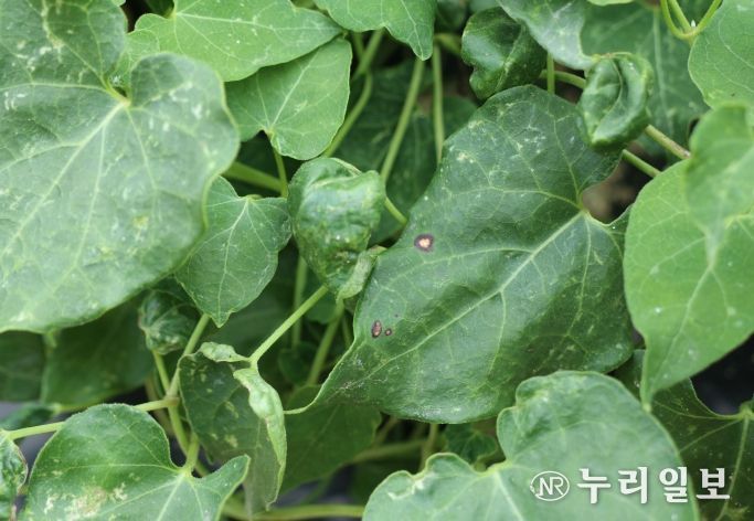 백수오 점무늬낙엽병