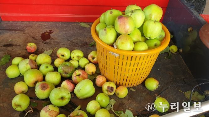 충남도, 과수 탄저병 발생 최소화 ‘총력’