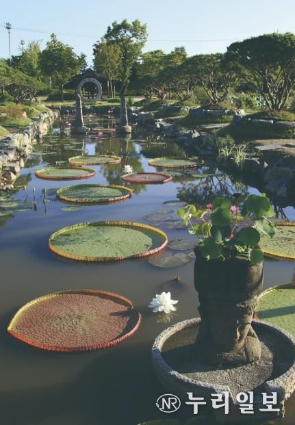 세미원 빅토리아연못 연밭