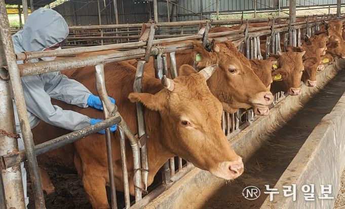 소·염소 57만 두 구제역 접종 시작