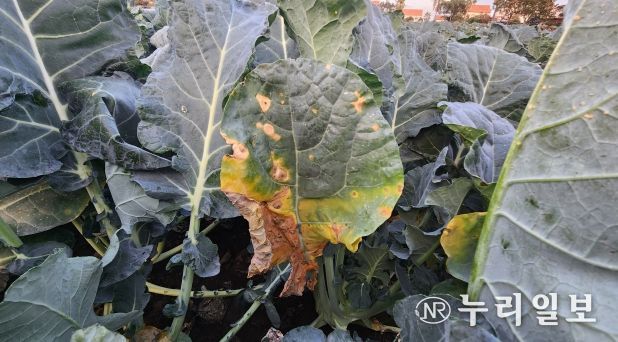 제주농업기술원, 브로콜리‘검은무늬병’다발생 주의