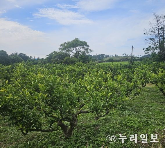 제주한의약연구원 감귤잎 혈당개선 효과 국제학술지 게재