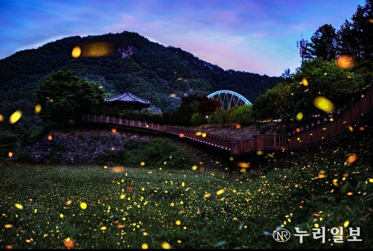 무주군(반딧불이의 향연)