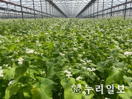 제주도 농업기술원, ‘양절’ 메밀 채종단지 참여 단체 모집