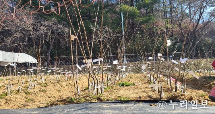 다음달 10일까지 자체 개발 밤나무 묘목 등 분양