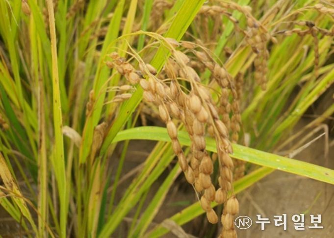 수발아에 강하고 밥맛 우수한 ‘해들’