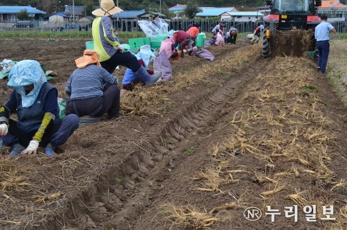 충남도 봄철 인삼 수확