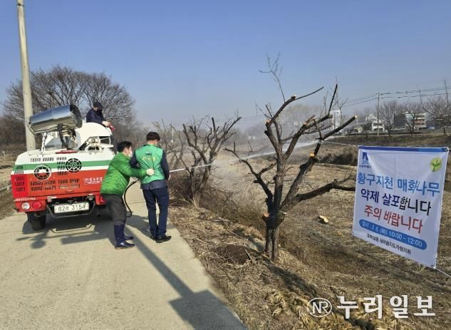 수원시 권선구 호매실동 새마을지도자협의회, 황구지천 매실나눔 약제 살포