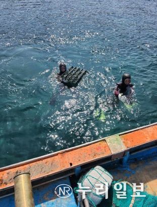 경북도, 바다의 보양식 어린 전복 51만 마리 방류