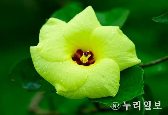 제주도, 전국 최초 자생 세미맹그로브 숲 조성