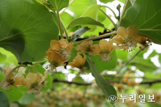 제주도 꽃가루 발아율 검사, 고품질 키위 생산의 첫걸음