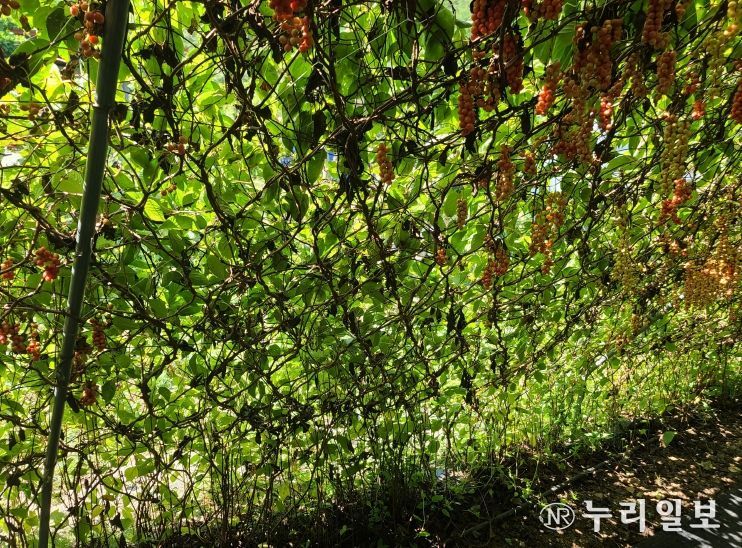 경북도, 오미자 개화기 서리피해 예방 당부