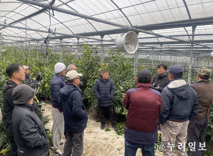 제주도, 신품종 만감류 안정정착 재배기술 지원 및 유통기반 마련