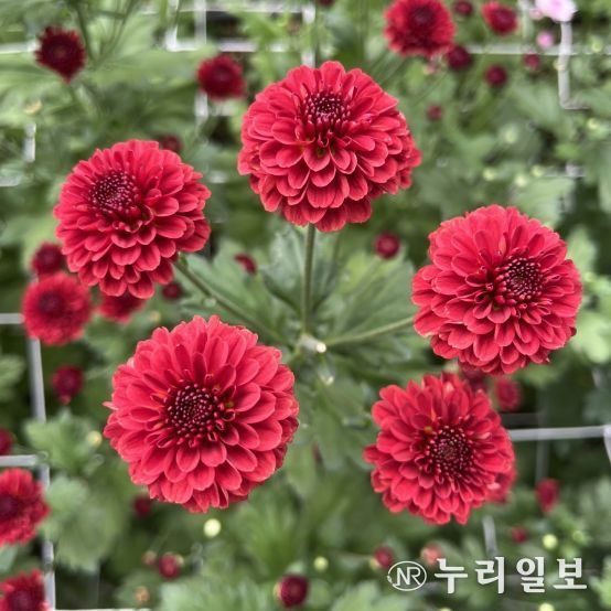 경북농업기술원, 고온적응성 국화 신품종 개발