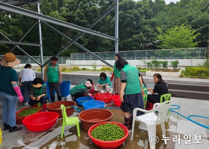 광명시 광명5동 행정복지센터는 지난 13일 새마을지도자협의회와 새마을부녀회 주관으로 ‘사랑의 매실청 담그기’ 행사를 진행했다.