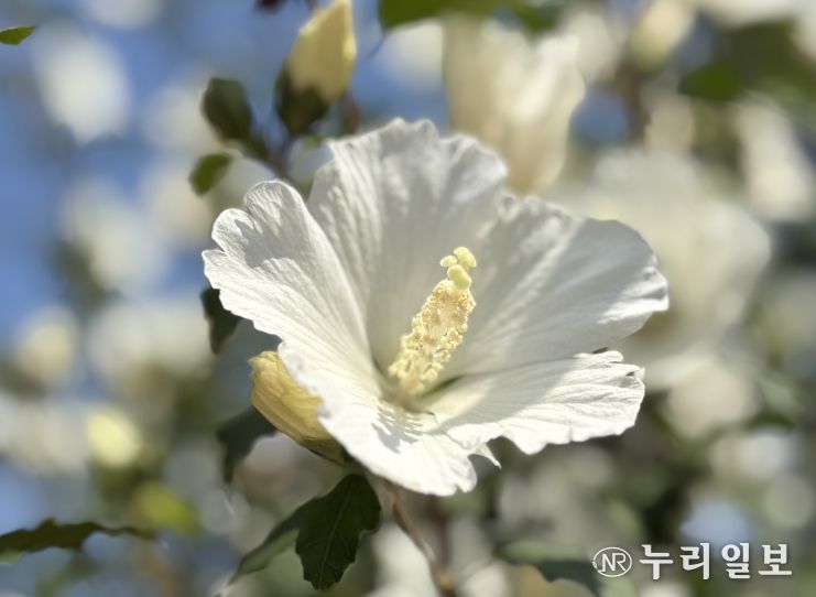 한밭수목원 광장서 ‘나라꽃 무궁화 우수분화 전시회’- 은상 수상작