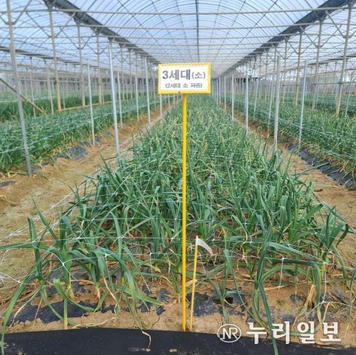 마늘 대사니 3세대