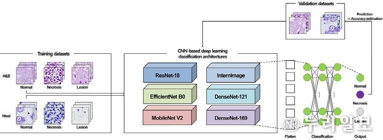 동물모델 조직병리 영상 분류 인공지능 비교 연구논문 발표