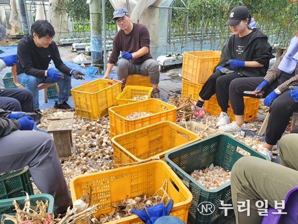 강원특별자치도 일자리청년과, 농촌 일손돕기