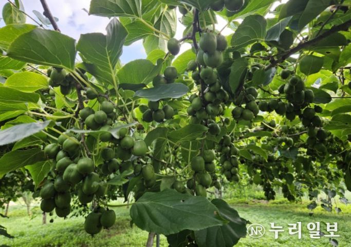 다래(품종명 오텀센스) 열매