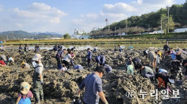 시흥시, 곤충 잡고, 연근 캐며 가족과 추억 쌓은 연근캐기 행사 마쳐