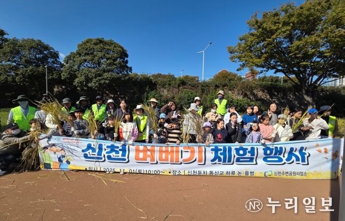 도심 속 논에서 황금빛 추수” 신천둔치 벼 베기 체험