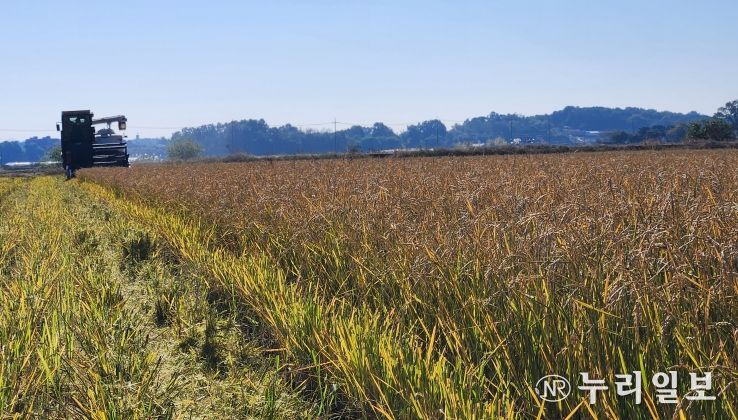 한번 모내기로 두번 수확 ‘움벼 재배’ 성공