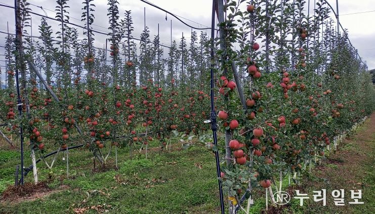 경북도, ‘과실전문생산단지 기반조성’