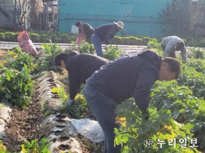 파주시 법원읍 대능5리 김인호 이장, ‘사랑의 김장무 1,000개’ 나눔