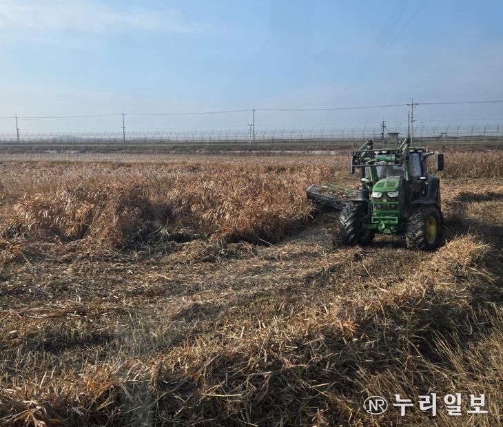 한강하구 자생 갈대 수거