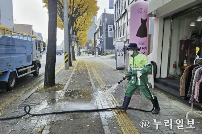 수원시 권선구, 가을철 은행나무 악취 해결에 나섰다!