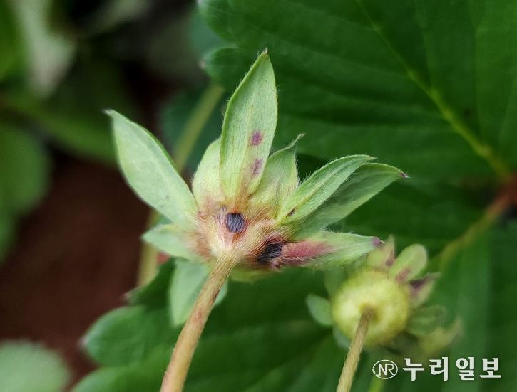 딸기 탄저병
