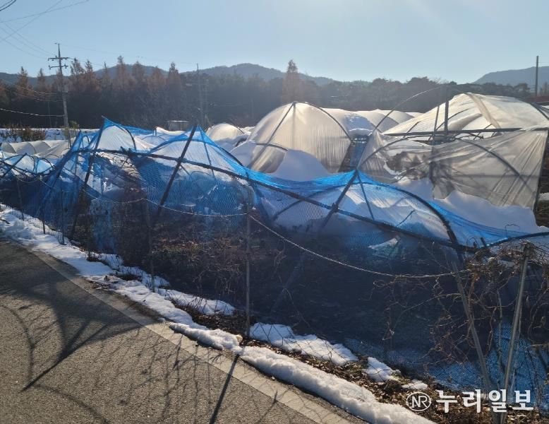 안성시, 올겨울 대설 대비, 차광·방조망 정리로 피해 예방하세요