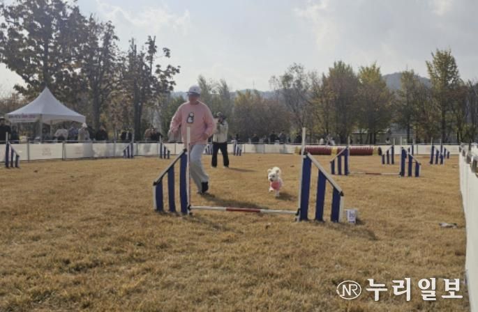 여주 강천섬 반려동반 힐링 프로그램, 반려가족 큰 호응 속 성공적 운영