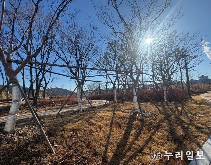 대전시 가로수 보온․가림막 설치