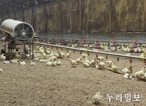 병아리 보온을 위한 열풍기 운영