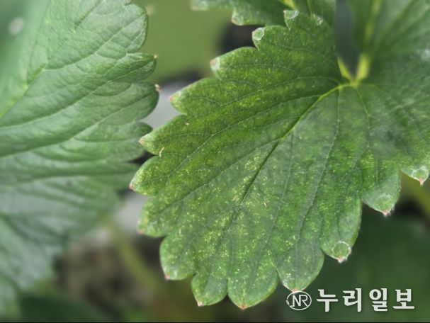 점박이응애 피해를 본 딸기잎(노란 반점)