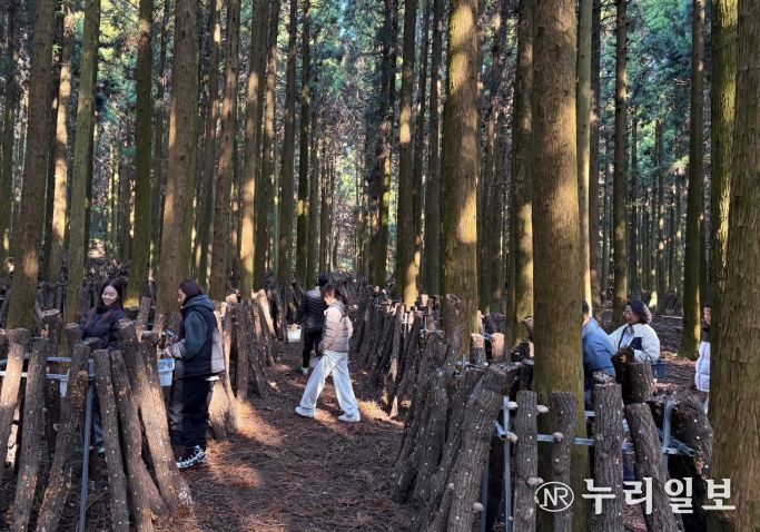 ‘버섯따기 체험 및 버섯장아찌 만들기’ 프로그램
