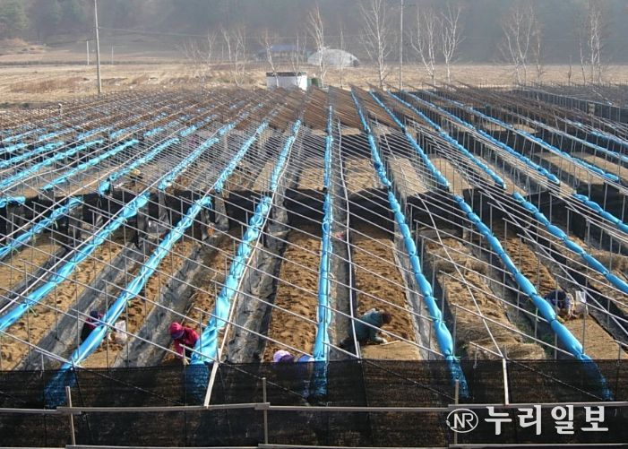 눈이 쌓이지 않도록 차광망을 말아놓은 인삼밭