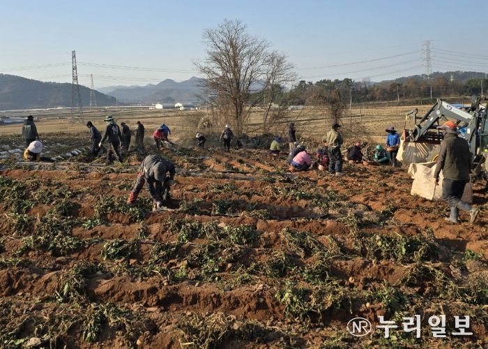 홍농청보리영농조합