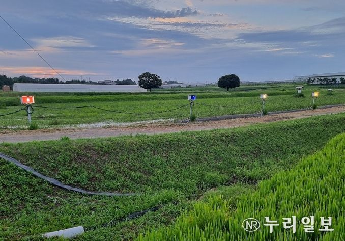 먹노린재 최적 방제 전략 찾았다